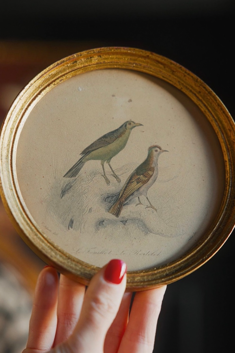 Pair of Framed French Bird Study Prints