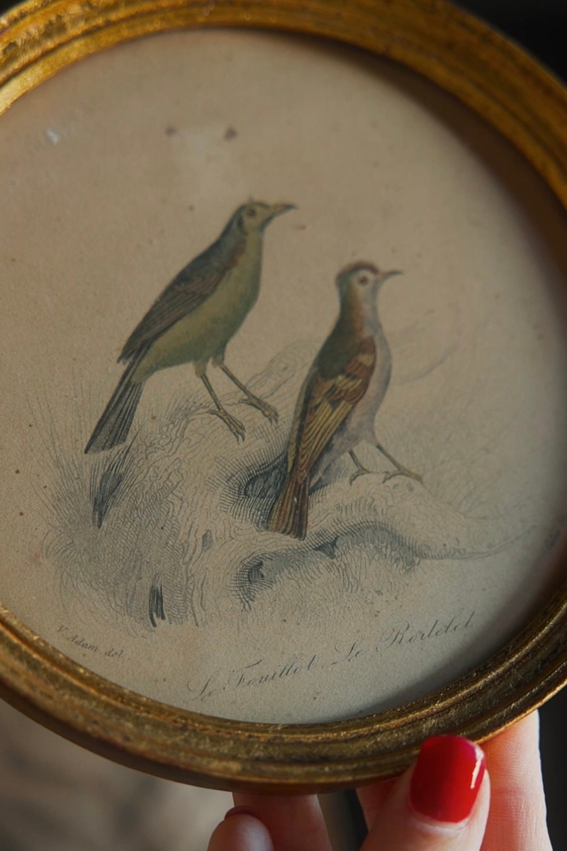 Pair of Framed French Bird Study Prints