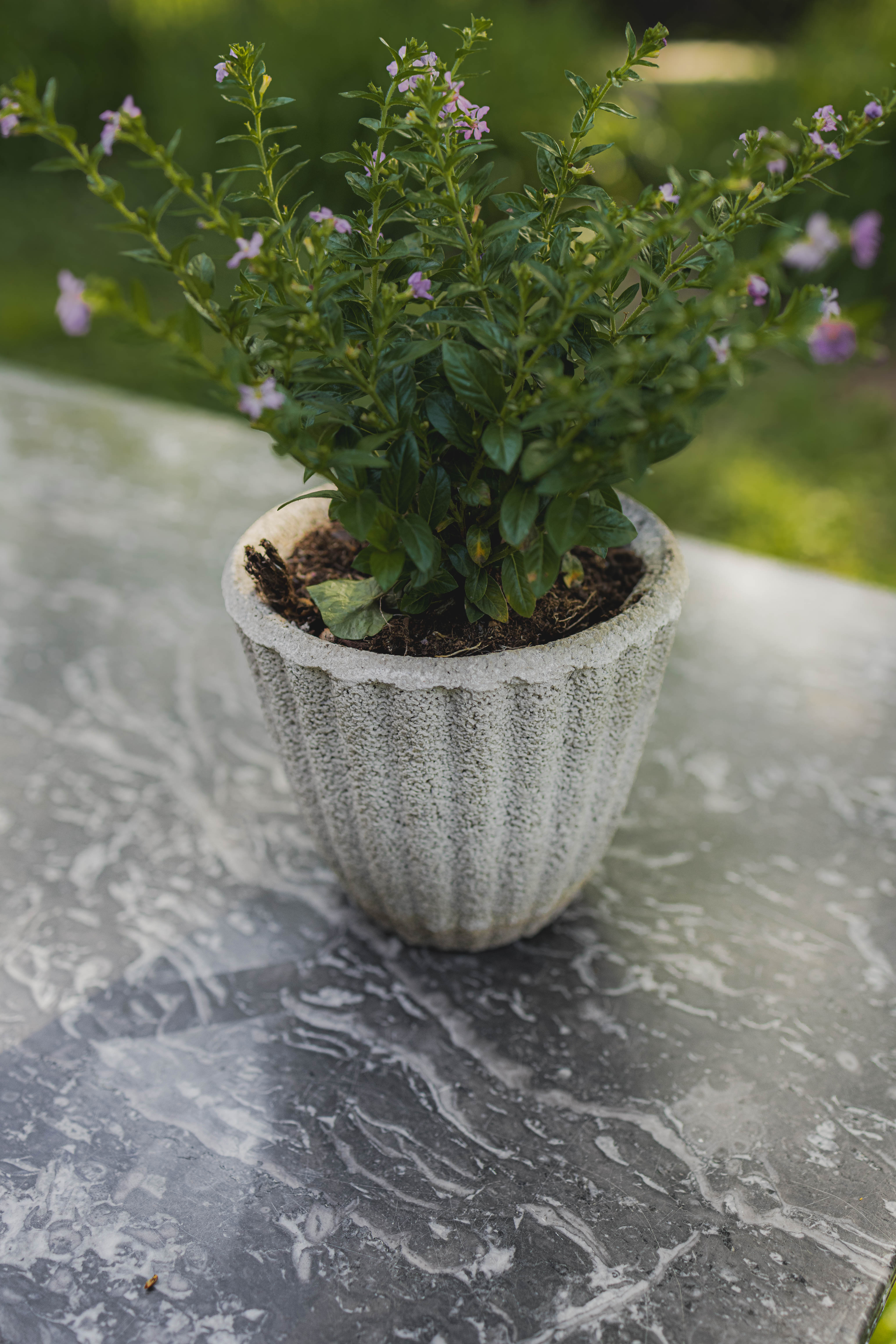 Antique French Fluted Concrete Mini Planters