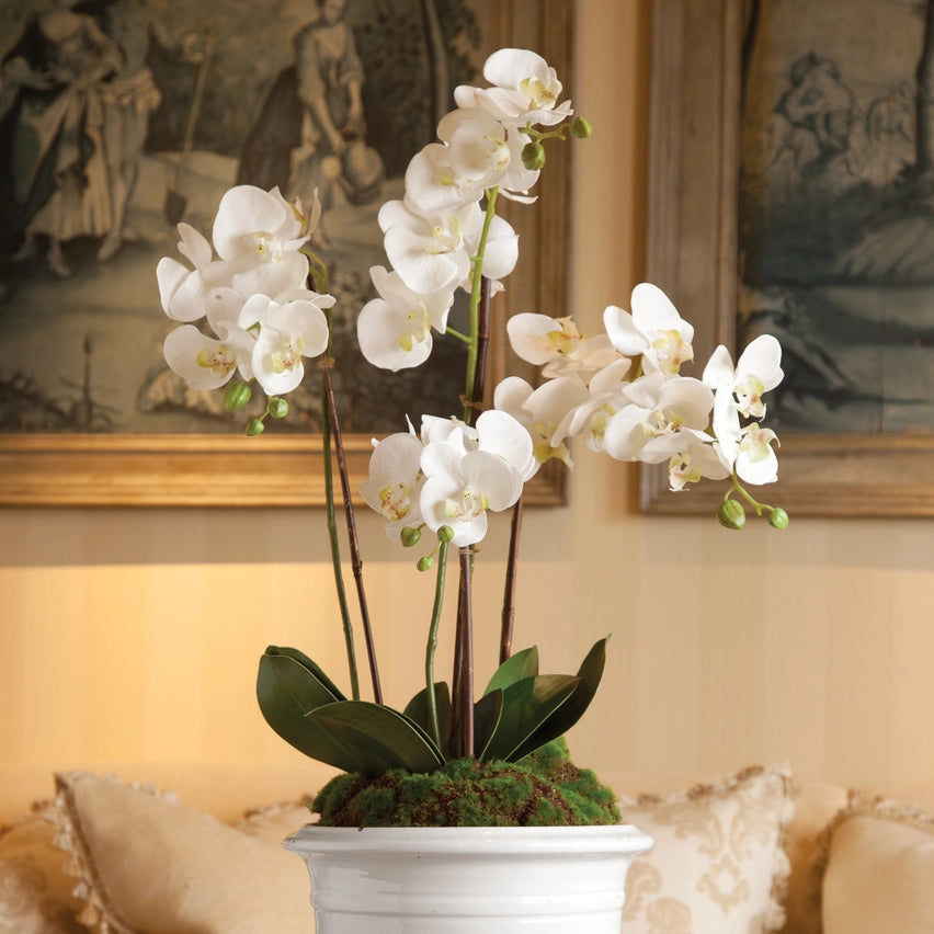 Phalaenopsis Orchid Drop-in 30”-White