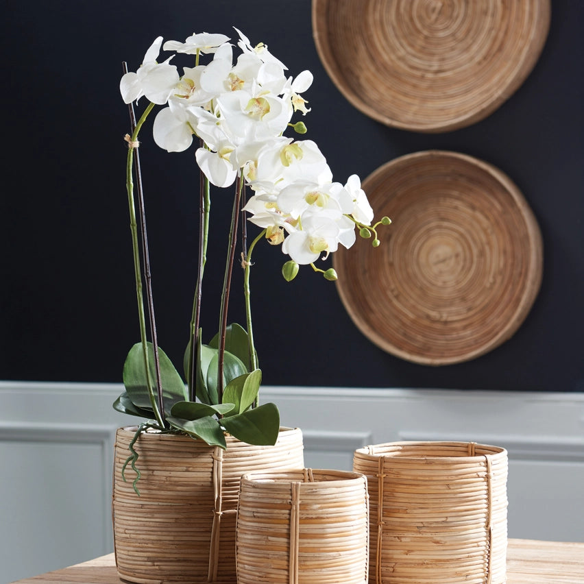 Phalaenopsis Orchid Drop-in 30”-White