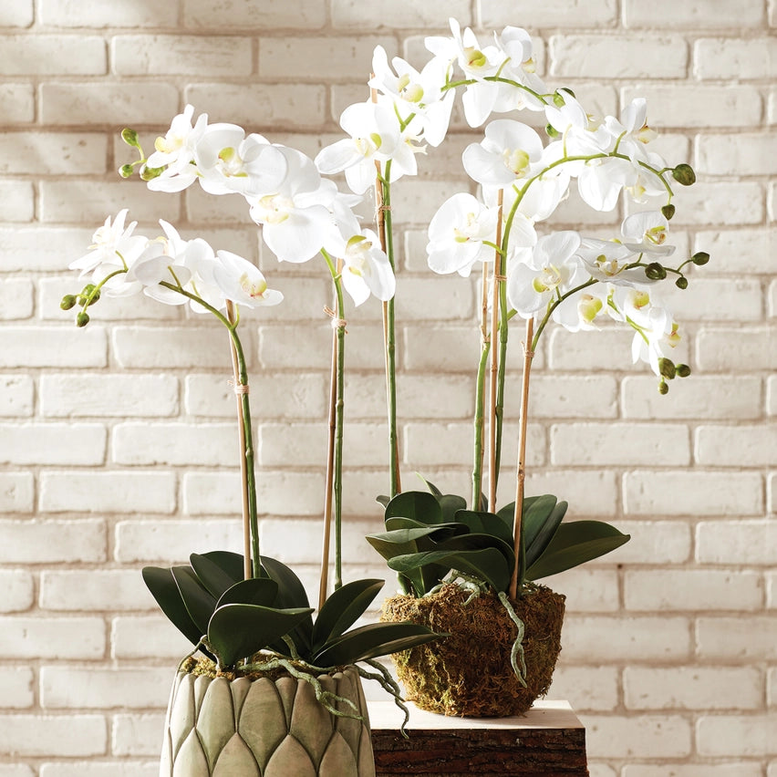 Phalaenopsis Orchid Drop-in 30”-White