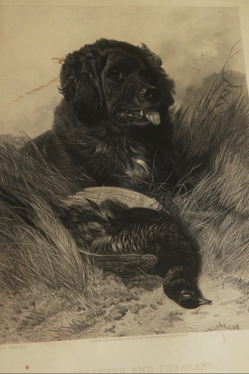 19th C. Set of Two Sporting Dog Hunting Engravings in Gilt Frames