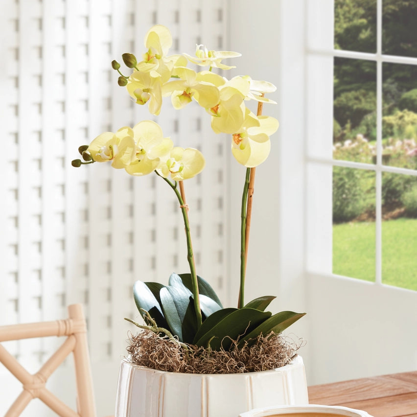 Yellow Phalaenopsis Orchid Drop-in 23"
