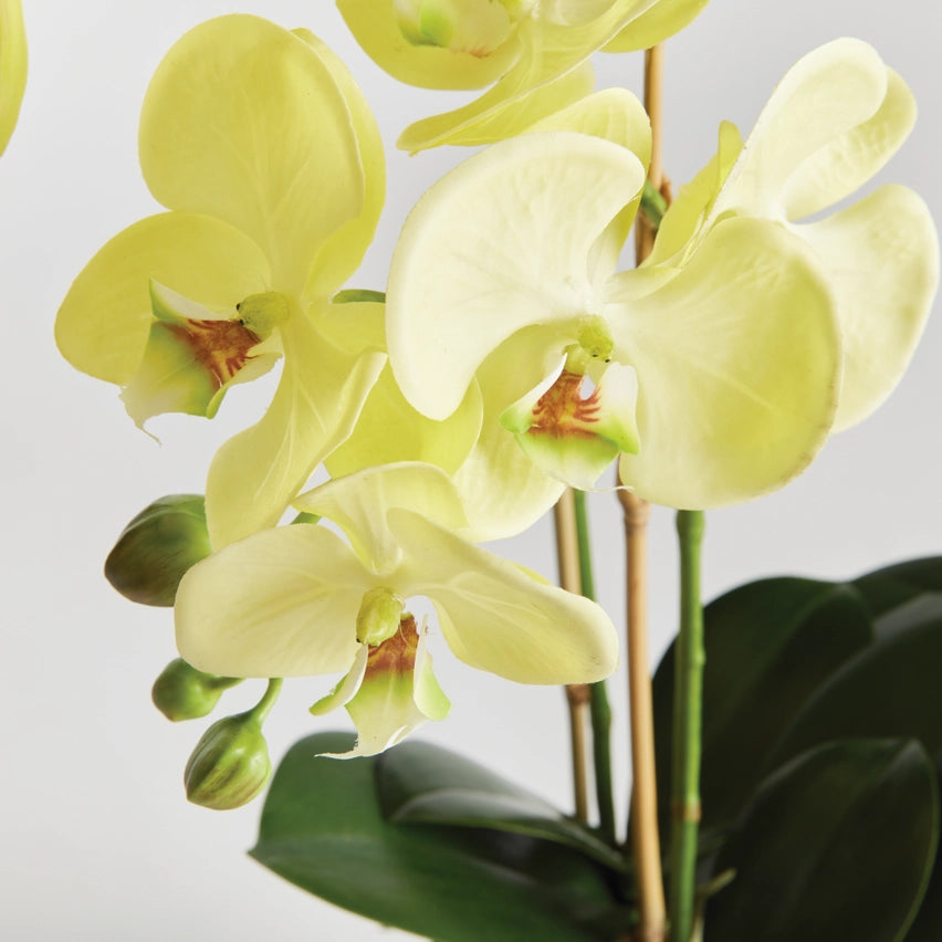 Yellow Phalaenopsis Orchid Drop-in 23"
