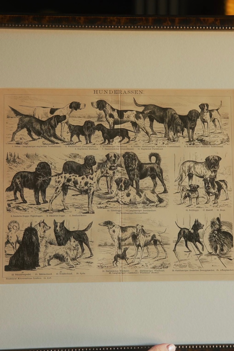 Pair of 2 19th C. French Dog Breed Book Plates