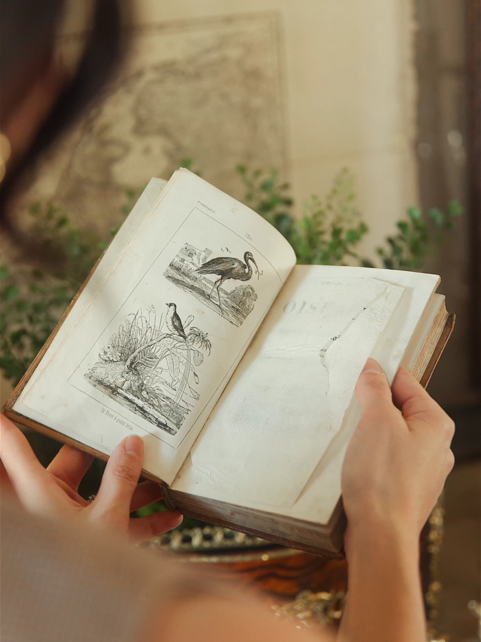 “Histoire Naturelle des Oiseaux, Reptiles et des Poissons” — 1841 French Natural History Volume