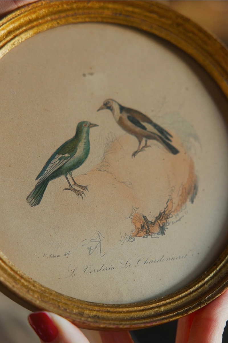 Pair of Framed French Bird Study Prints