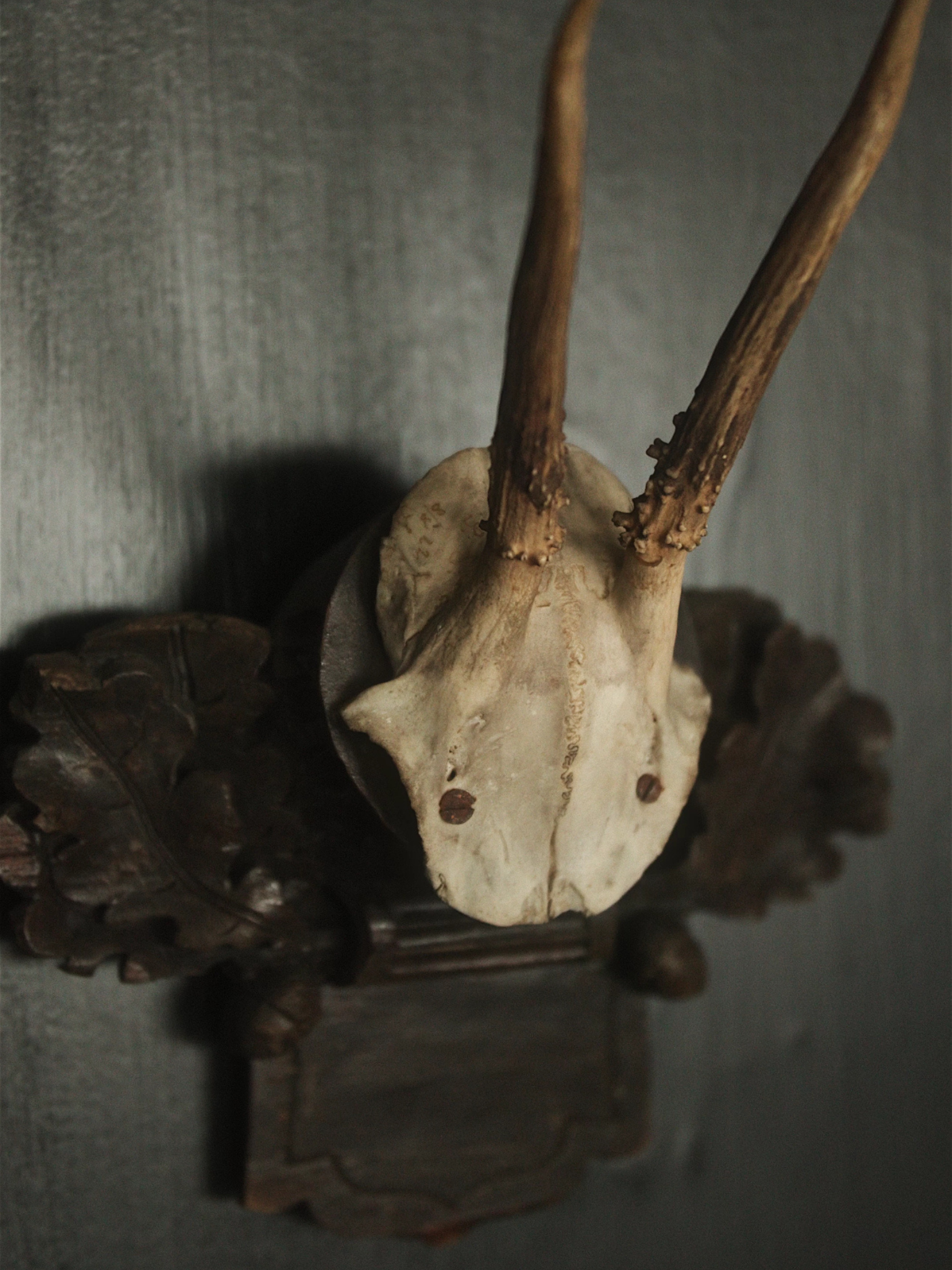Black Forrest Hunting Trophy - 2