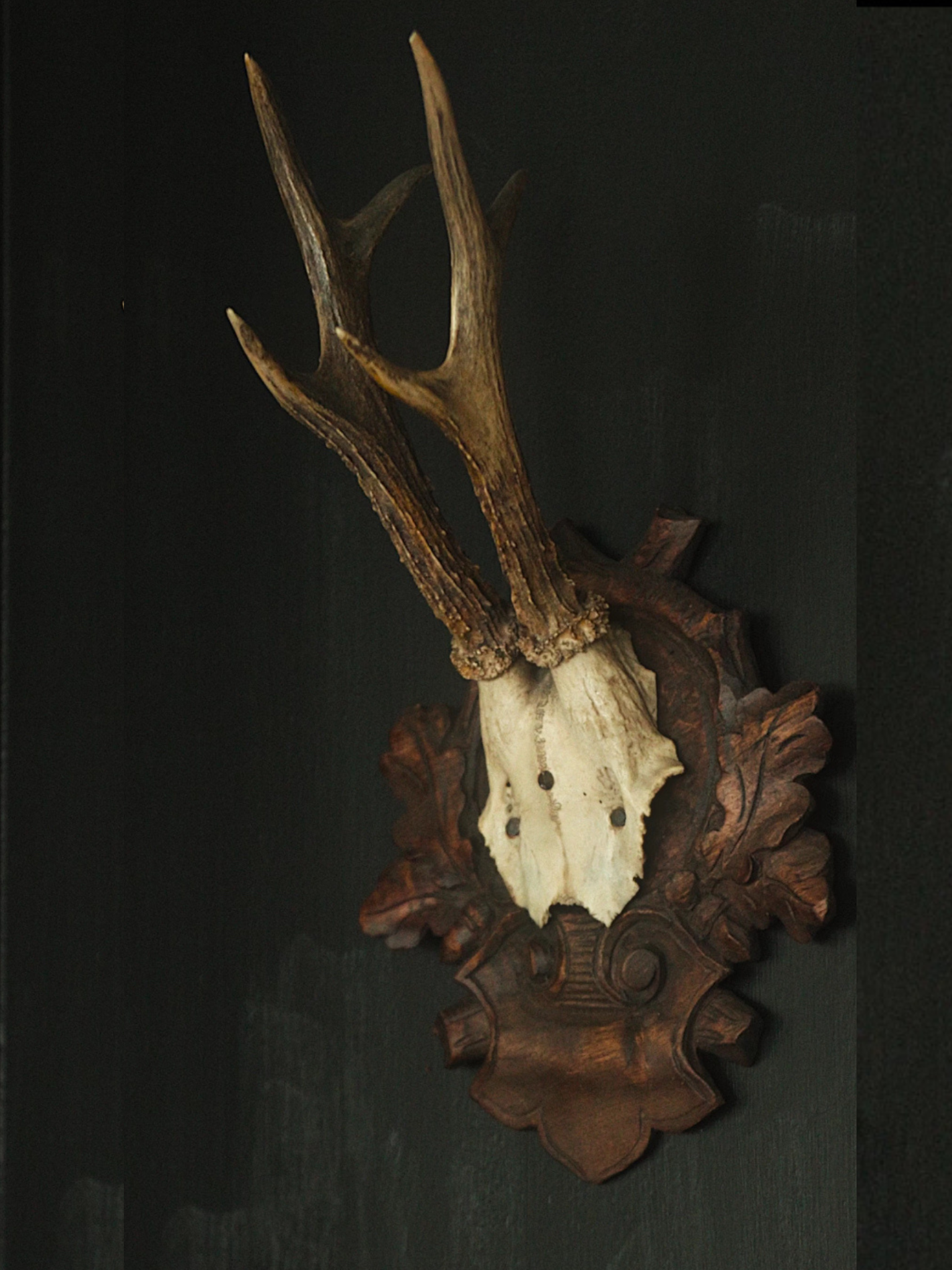 Black Forrest Hunting Trophy - 1