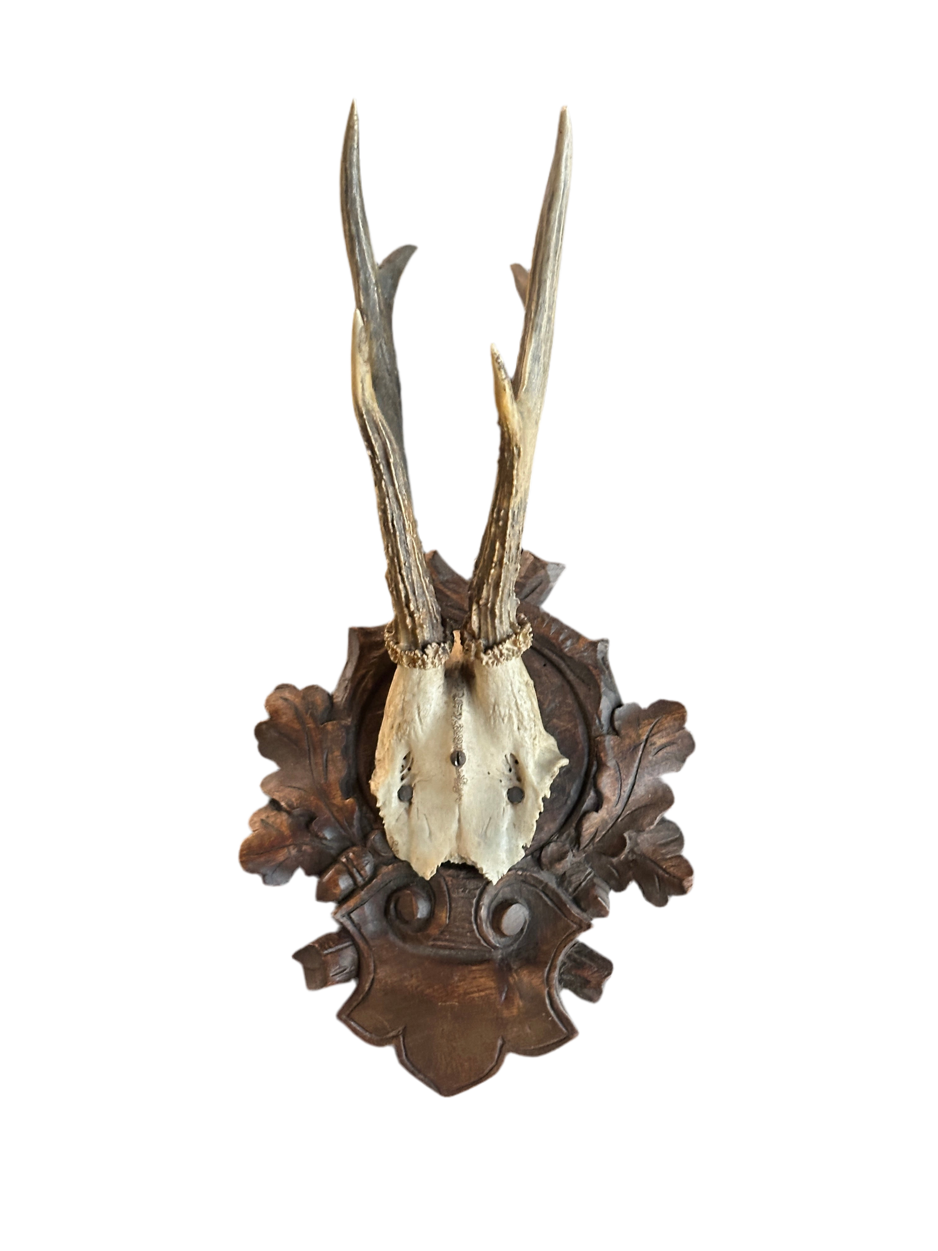 Black Forrest Hunting Trophy - 1