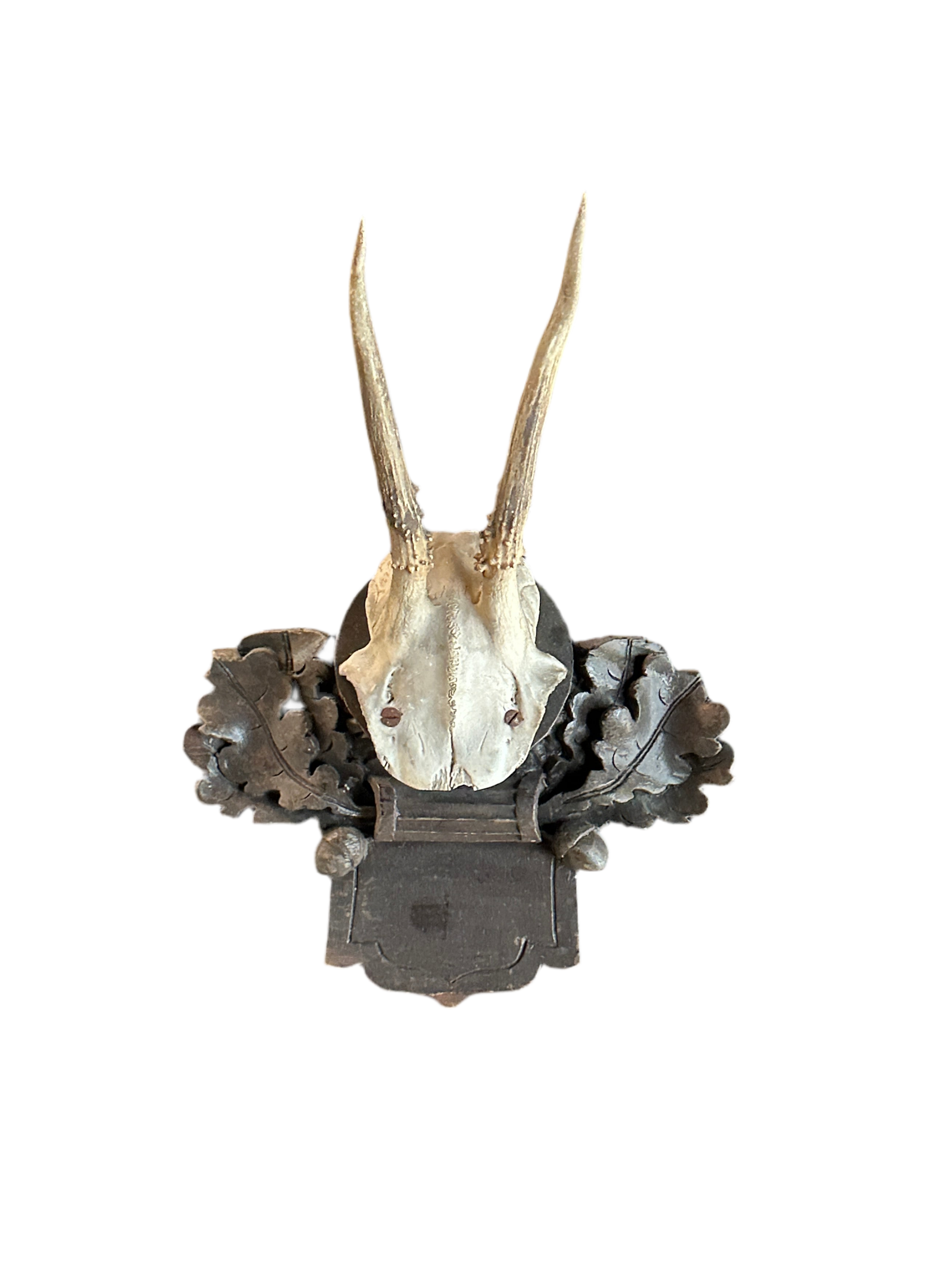 Black Forrest Hunting Trophy - 2