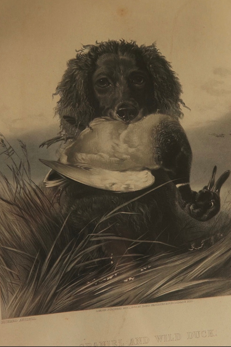 19th C. Set of Two Sporting Dog Hunting Engravings in Gilt Frames