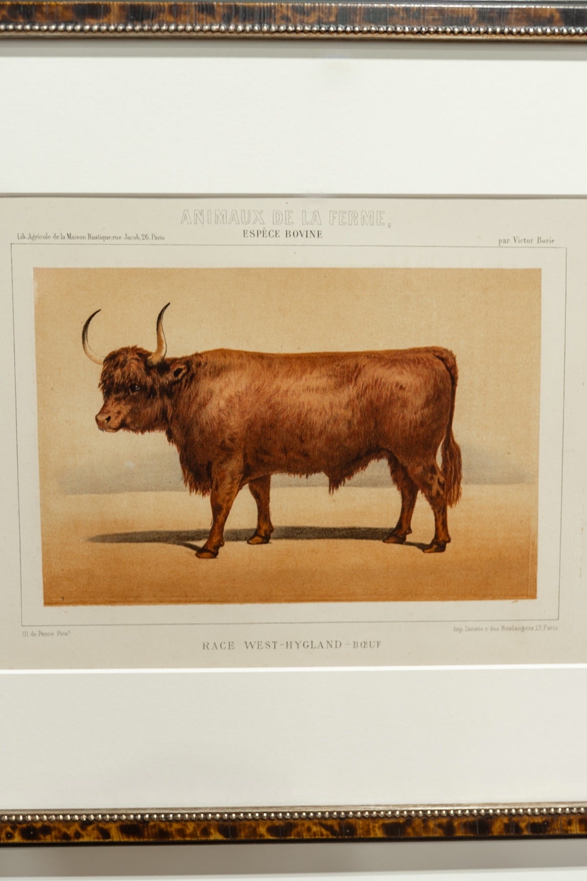 Collection of Ten Antique French Bovine Lithographs by Victor Adam - Newly Framed