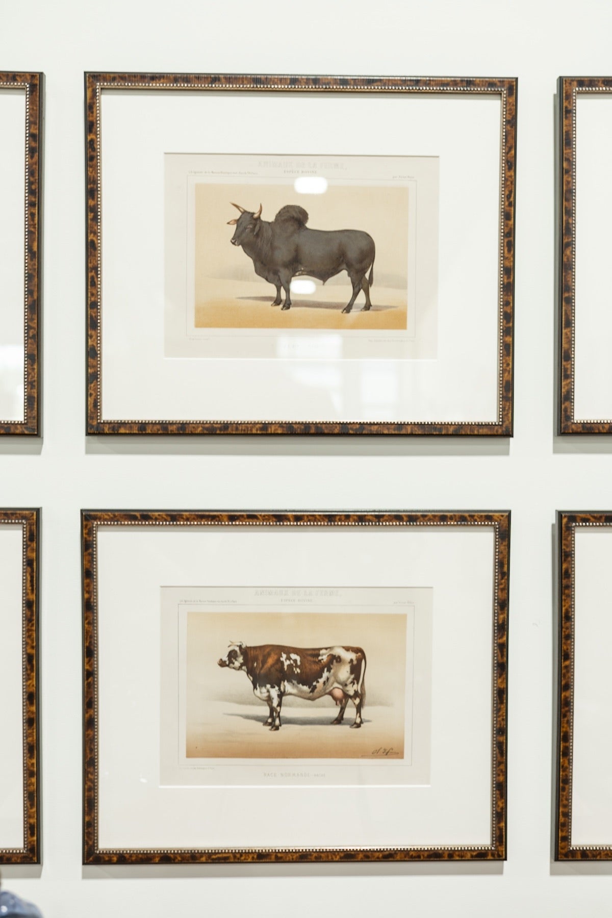Collection of Ten Antique French Bovine Lithographs by Victor Adam - Newly Framed