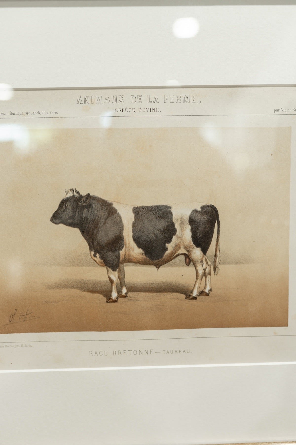 Collection of Ten Antique French Bovine Lithographs by Victor Adam - Newly Framed