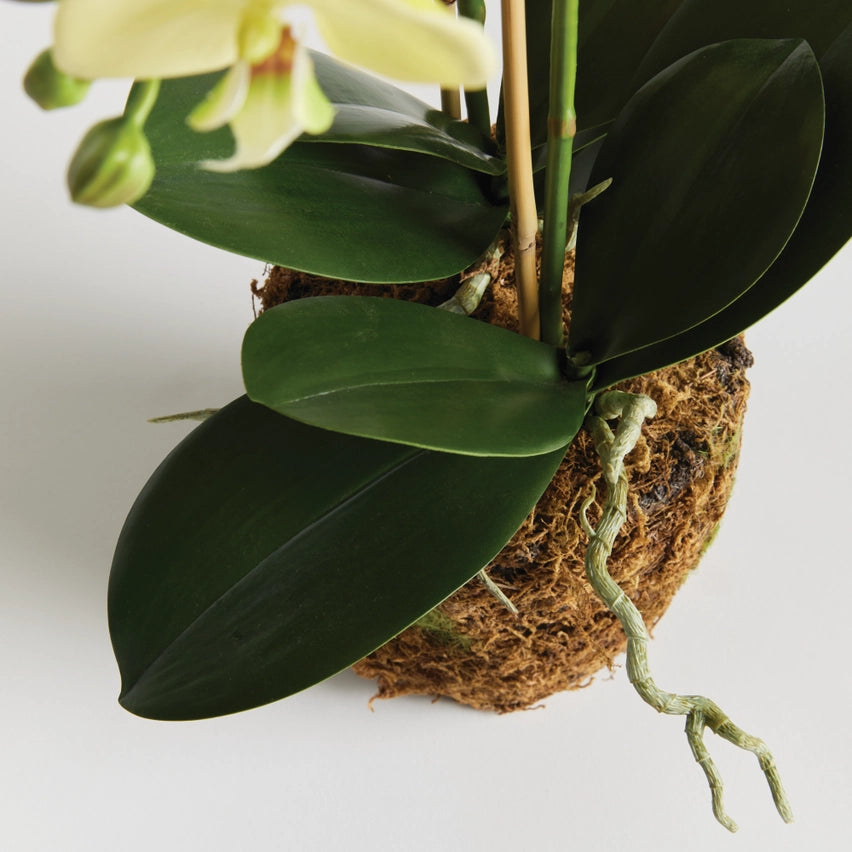 Yellow Phalaenopsis Orchid Drop-in 23"